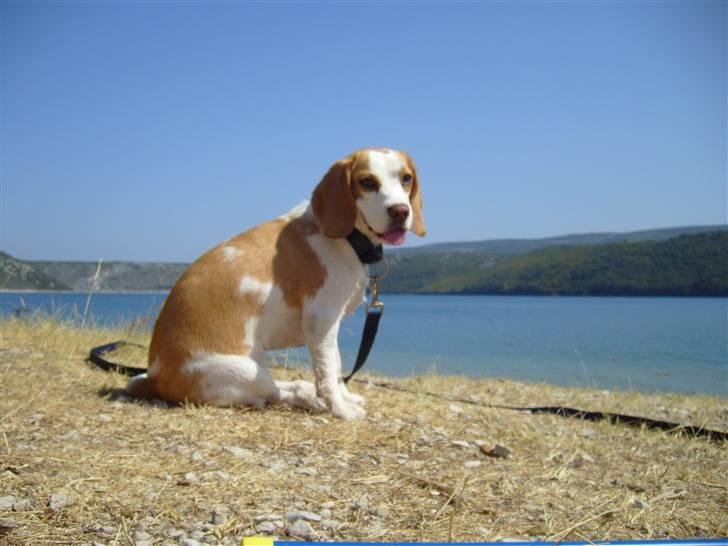 Beagle Vega - Dette er MIN strand!!! billede 3