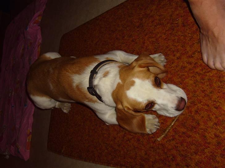 Beagle Vega - Vega er med på hotel i Østrig billede 4