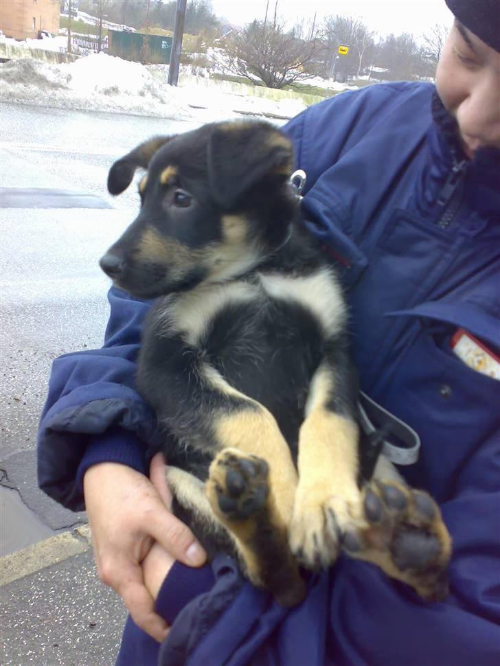 Blanding af racer Laika - Her står min far, mor og jeg og venter på bussen =) billede 17