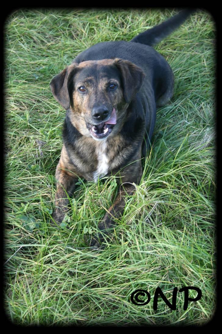 Blanding af racer Nala [Mor & Far's] billede 11