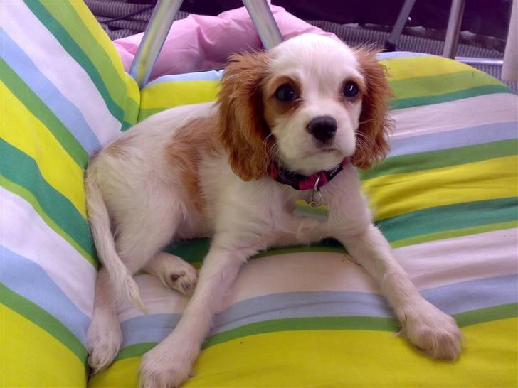 Cavalier king charles spaniel Nynne billede 1