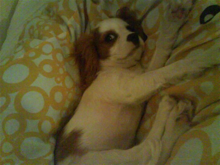 Cavalier king charles spaniel Nynne billede 2