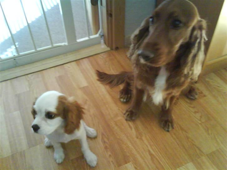 Cavalier king charles spaniel Nynne - Nynne og hendes bedste veninde Bella  billede 3