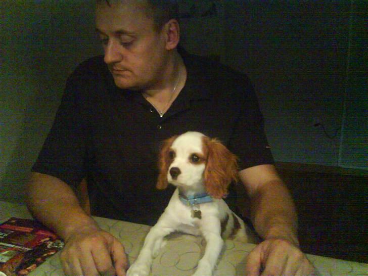 Cavalier king charles spaniel Nynne - Nynne sammen med Bedstefar ! :D billede 4