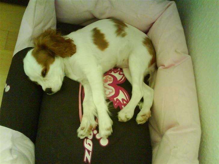 Cavalier king charles spaniel Nynne billede 5