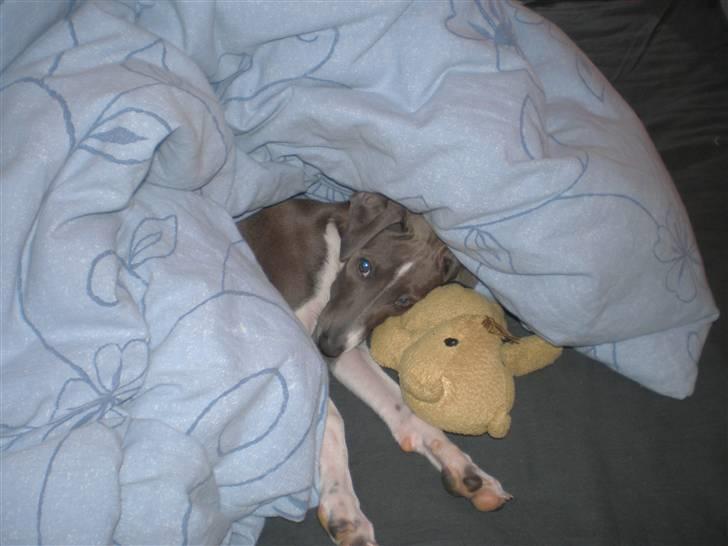 Italiensk mynde Pippi - Sådan en BideBamse har flere funktioner - f.eks som hovedpude billede 7