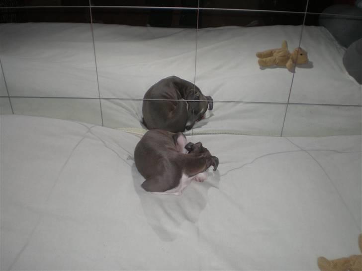 Italiensk mynde Pippi - Hvem sætter ikke pris på en nyredt seng.. billede 8