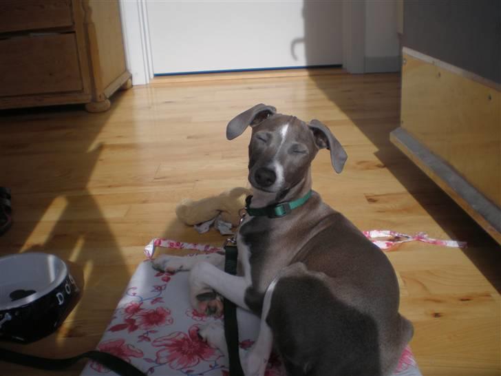 Italiensk mynde Pippi - Dejlig sol, lige i ansigtet billede 9