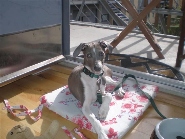 Italiensk mynde Pippi - Herfra kan vi holde øje med det meste.. billede 10