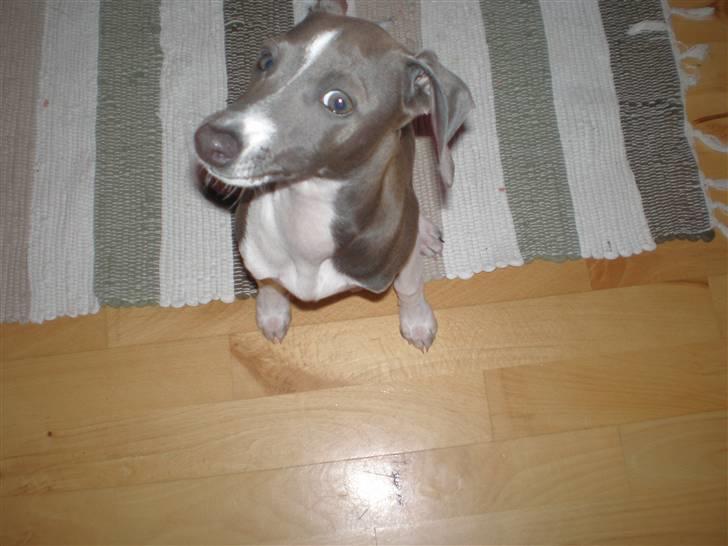 Italiensk mynde Pippi - Mig? Nej jeg har skam ikke noget i munden. billede 11