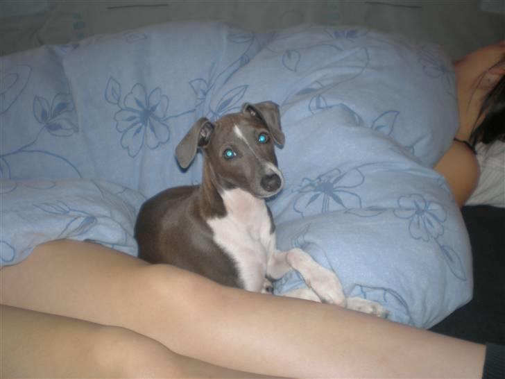 Italiensk mynde Pippi - Vil du også ligge her? billede 12