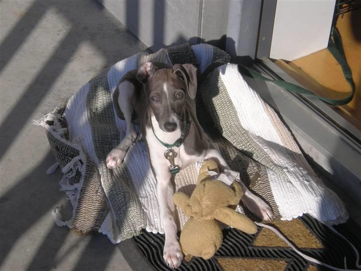 Italiensk mynde Pippi - Sol og BideBamse - Så bliver det ikke meget bedre billede 13