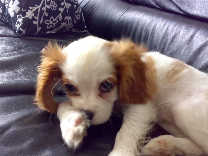 Cavalier king charles spaniel Nynne billede 6