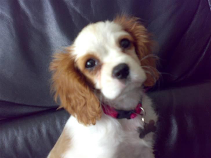 Cavalier king charles spaniel Nynne billede 7