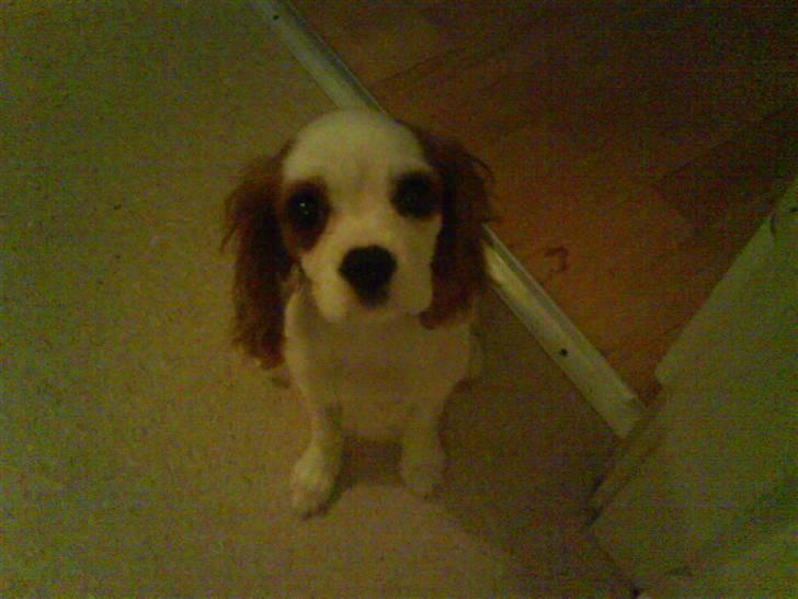 Cavalier king charles spaniel Nynne billede 8