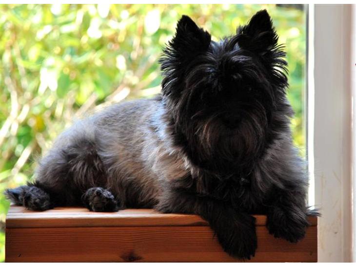 {{currentPhoto.altText}} billede {{currentPhoto.number}}