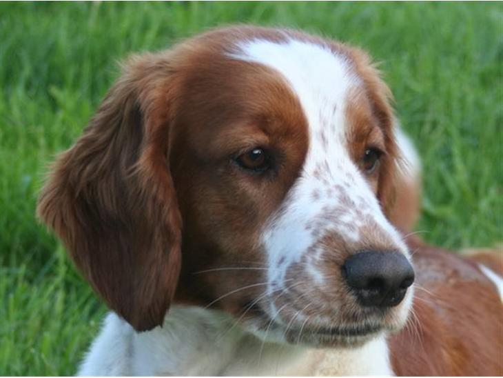 Welsh springer spaniel Sif - Sif - 14 måneder gammel billede 1