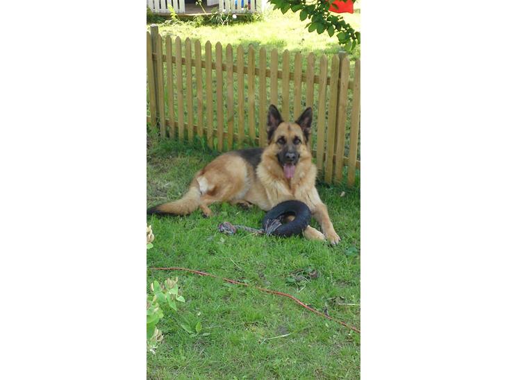 {{currentPhoto.altText}} billede {{currentPhoto.number}}