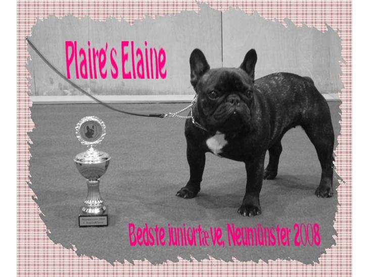 Fransk bulldog Plaire´s Elaine - Elaine 10 mdr. billede 1