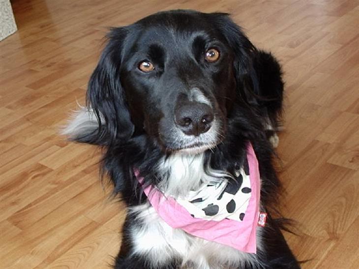 {{currentPhoto.altText}} billede {{currentPhoto.number}}