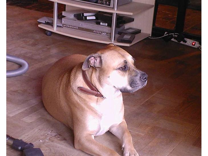 {{currentPhoto.altText}} billede {{currentPhoto.number}}