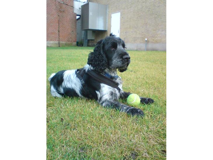 Cocker spaniel pluto - hejsa og velkommen til pluto.s profil smid  gerne en bedømmelse og stemme ind hvis i ville eller måske en udfording?:) vuf vuf  billede 1