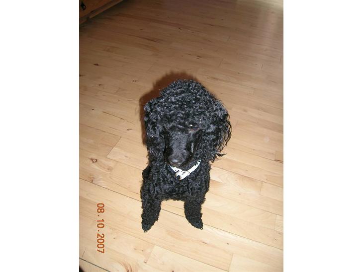 {{currentPhoto.altText}} billede {{currentPhoto.number}}