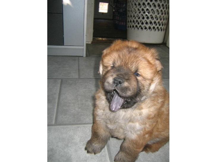 Chow chow Balder billede 1
