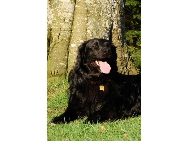 Flat coated retriever Rollo R.I.P - Rolle billede 1