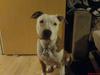 Amerikansk staffordshire terrier Kato *SOLGT* :`(