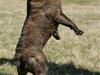 Fransk bulldog Tyson *Død* [ Himmelhund]
