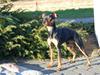 Dvaergpinscher Curtis [ Himmelhund]