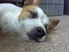 Jack russell terrier Milo