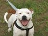 Staffordshire bull terrier Pil (Staffjoy's Kyomi)