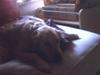 Golden retriever Rosie<3