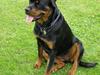 Rottweiler Emma R.I.P.