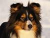 Shetland sheepdog Zinnia