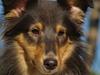 Shetland sheepdog Angel - R.I.P [ Himmelhund]