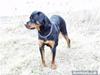 Rottweiler Rollo