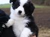 Border collie Staunsbjerg's Pasha