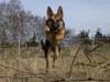 Schæferhund Neela *Himmelhund*