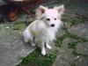 Chihuahua Sigurd 