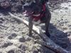 Staffordshire bull terrier tais