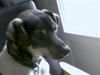 Dansk svensk gaardhund Monty - død :'(