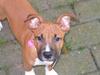 Amerikansk staffordshire terrier Mille