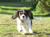 Cavalier king charles spaniel Dina