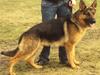 Schæferhund Cato