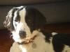 Blanding af racer Amica [ Himmelhund]