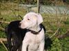 Blanding af racer Amira *R.I.P.* [ Himmelhund]