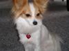 Papillon Chili
